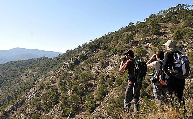 Avistamiento de pájaros en un barranco de Abarán. 