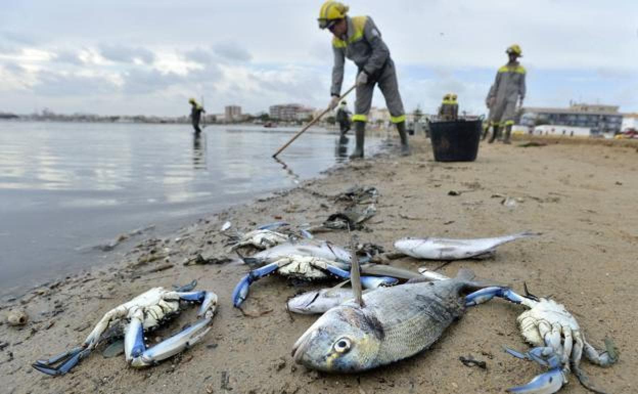 Las caracolas del Mar Menor, un 'centinela' que alerta sobre la  contaminación por metales - La Opinión de Murcia