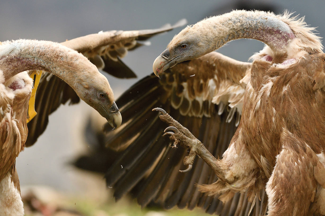 Las especies acuáticas protagonizan las imágenes ganadoras en el concurso internacional de SEO/BirdLife. 