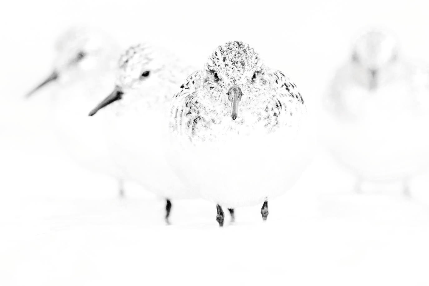 Las especies acuáticas protagonizan las imágenes ganadoras en el concurso internacional de SEO/BirdLife. 