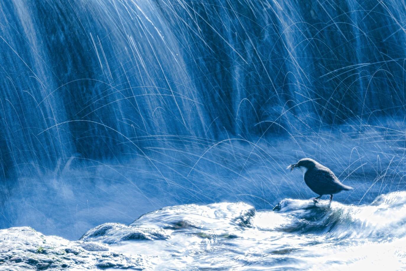 Las especies acuáticas protagonizan las imágenes ganadoras en el concurso internacional de SEO/BirdLife. 