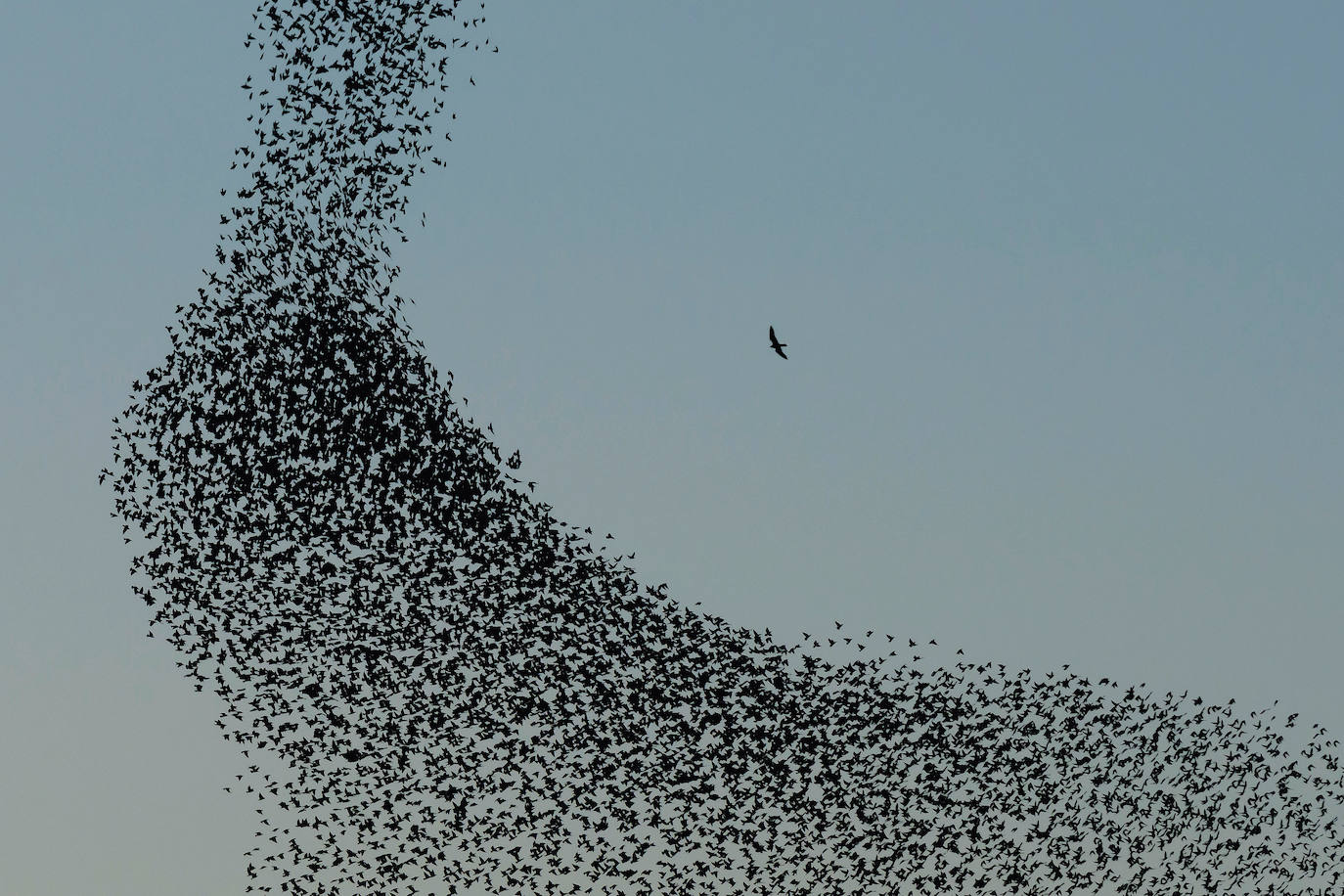 Las especies acuáticas protagonizan las imágenes ganadoras en el concurso internacional de SEO/BirdLife. 