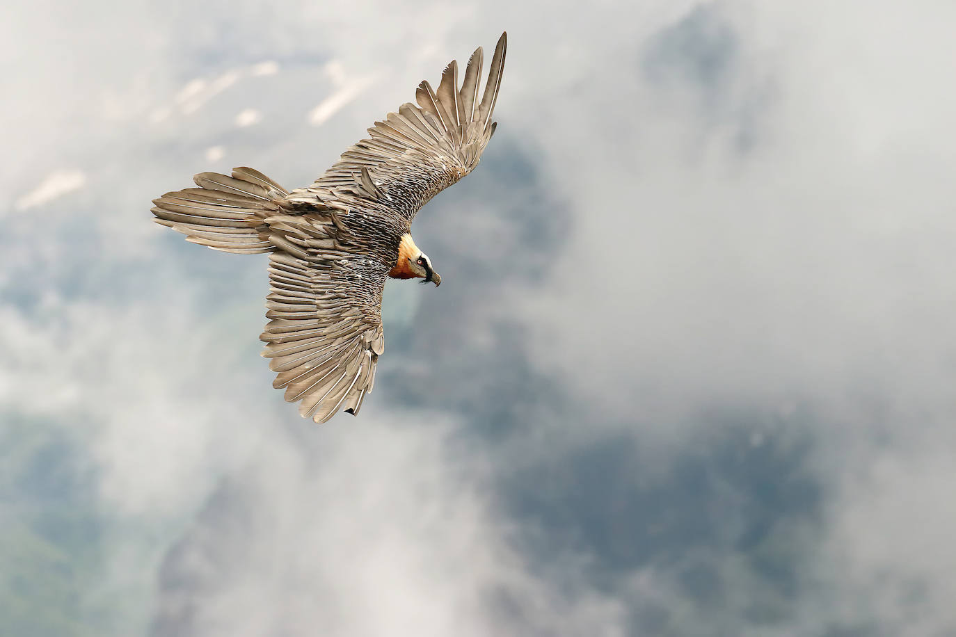 Las especies acuáticas protagonizan las imágenes ganadoras en el concurso internacional de SEO/BirdLife. 