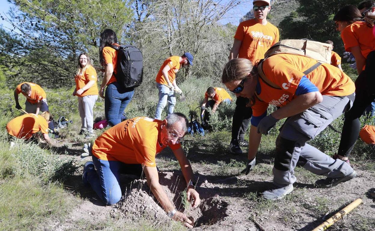 Varios voluntarios trabajan en la reforestación del Monte Roldán.