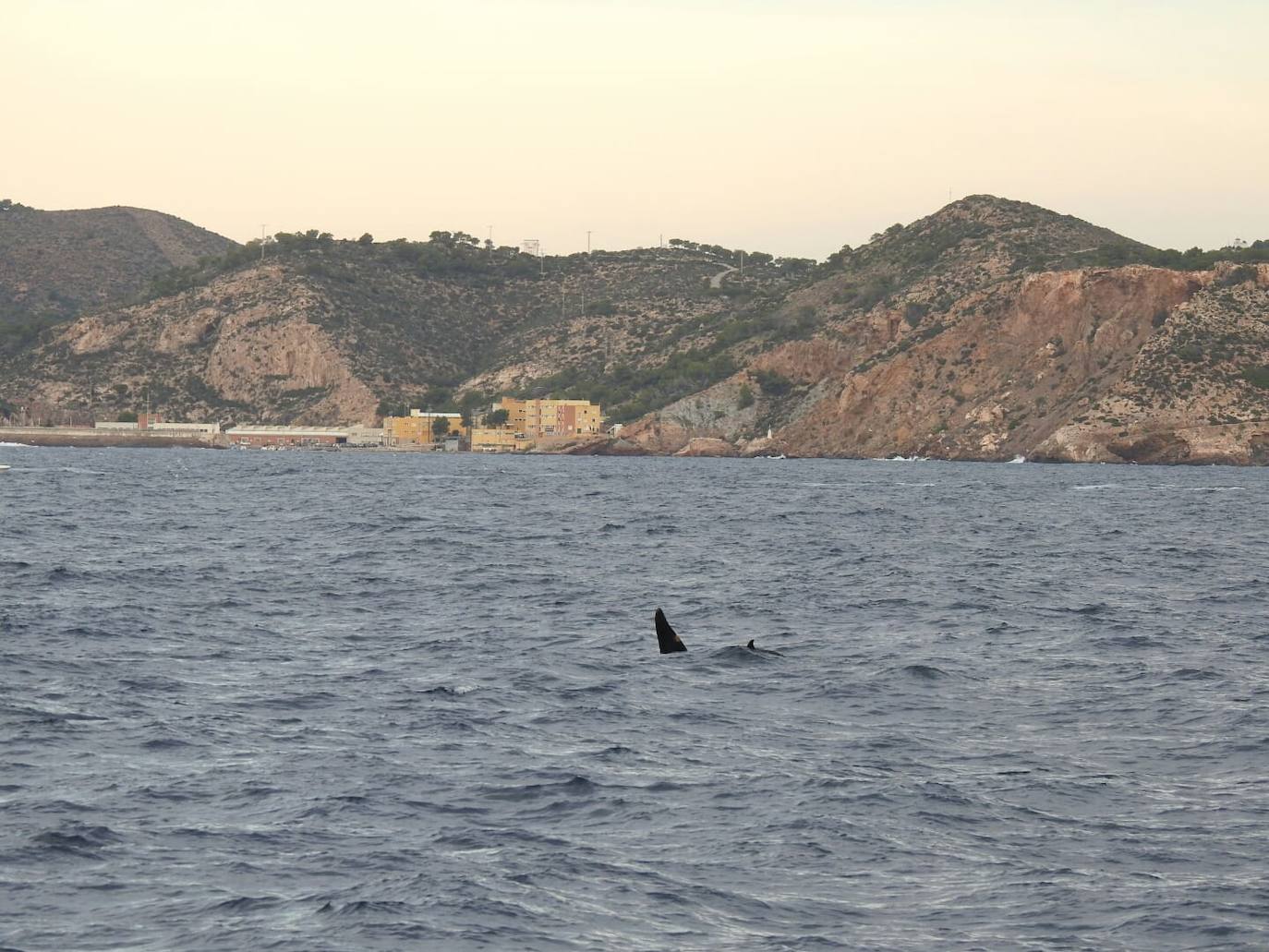 Esta especie de cetáceo ha sido grabada este jueves por primera vez en aguas de la Región frente a Escombreras