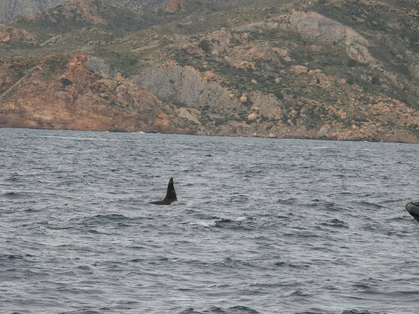 Esta especie de cetáceo ha sido grabada este jueves por primera vez en aguas de la Región frente a Escombreras