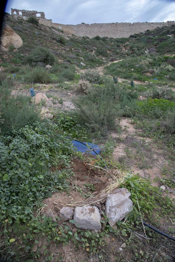 Zona replantada hace dos años, en el Cerro de los Moros