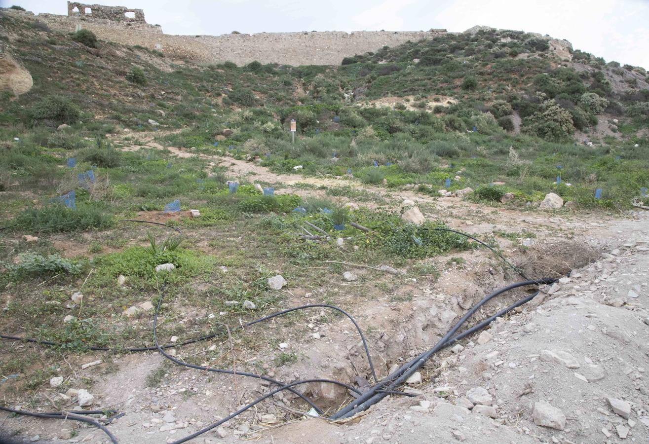 Zona replantada hace dos años, en el Cerro de los Moros