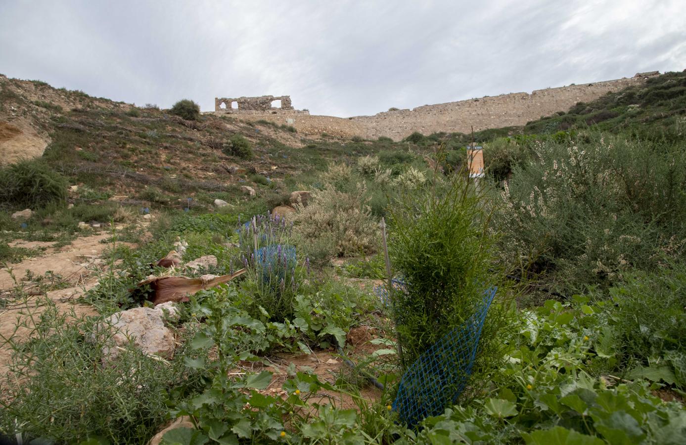 Zona replantada hace dos años, en el Cerro de los Moros