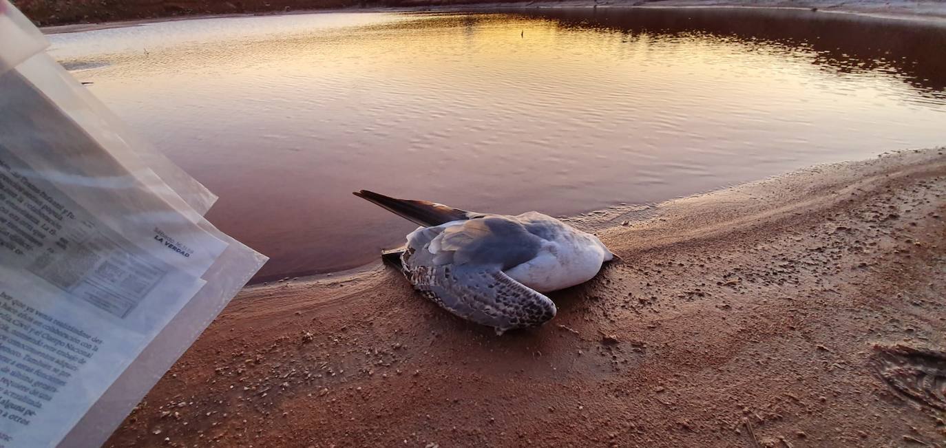 Estudia si la Comunidad ha incurrido en delitos contra el medio ambiente y de prevaricación en la parcela, que sigue sin un plan de descontaminación.