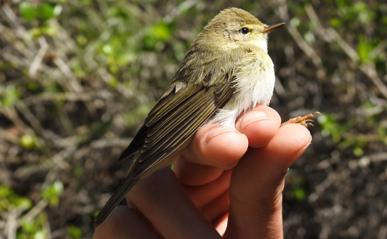 Mosquitero musical capturado en Isla Grosa.