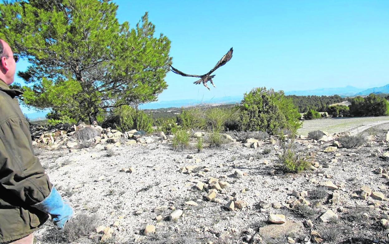 Liberación de un ejemplar adulto de águila real en un paraje de la Región. 