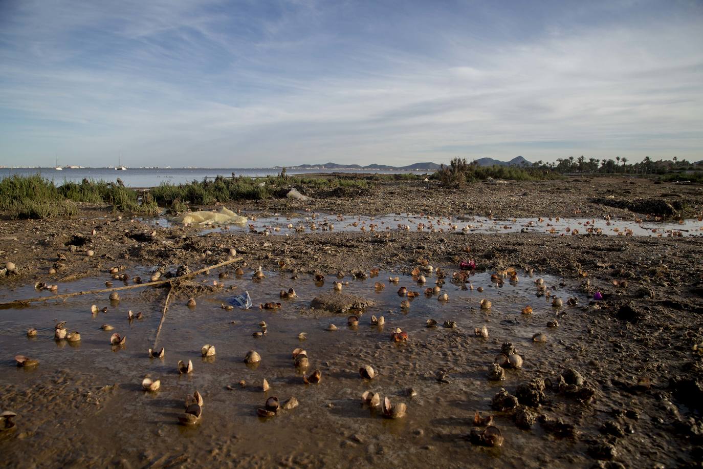 Un vecino de La Unión asegura que también encontró bivalvos en «descomposición» en la costa de Los Nietos