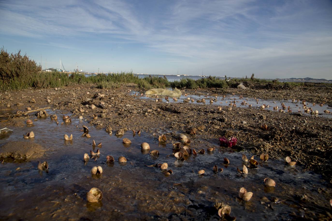 Un vecino de La Unión asegura que también encontró bivalvos en «descomposición» en la costa de Los Nietos