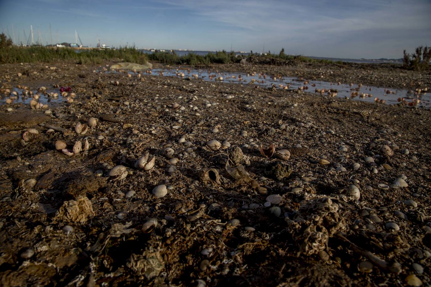 Un vecino de La Unión asegura que también encontró bivalvos en «descomposición» en la costa de Los Nietos