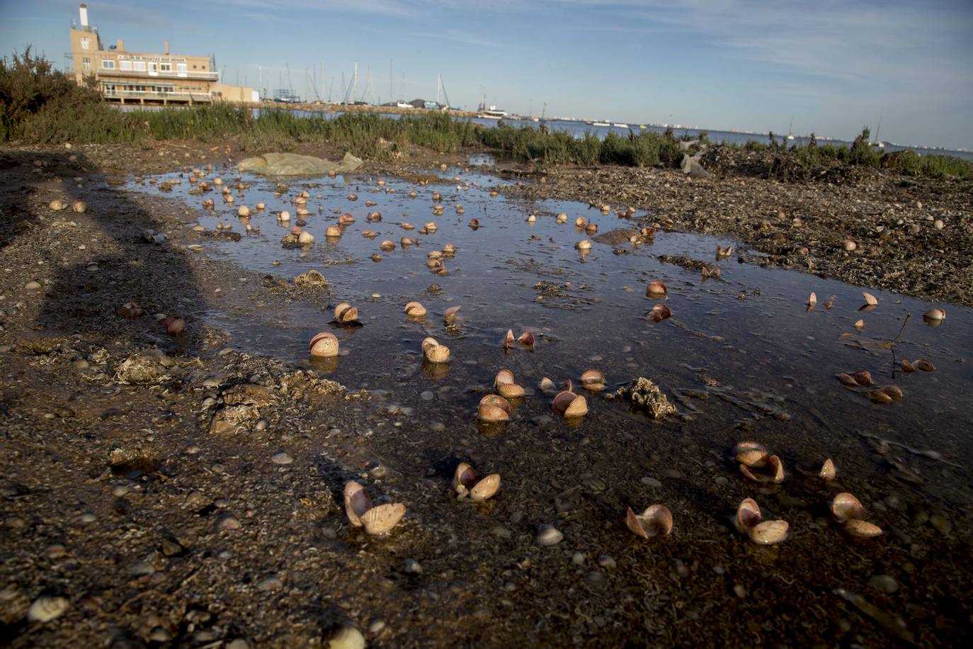 Un vecino de La Unión asegura que también encontró bivalvos en «descomposición» en la costa de Los Nietos