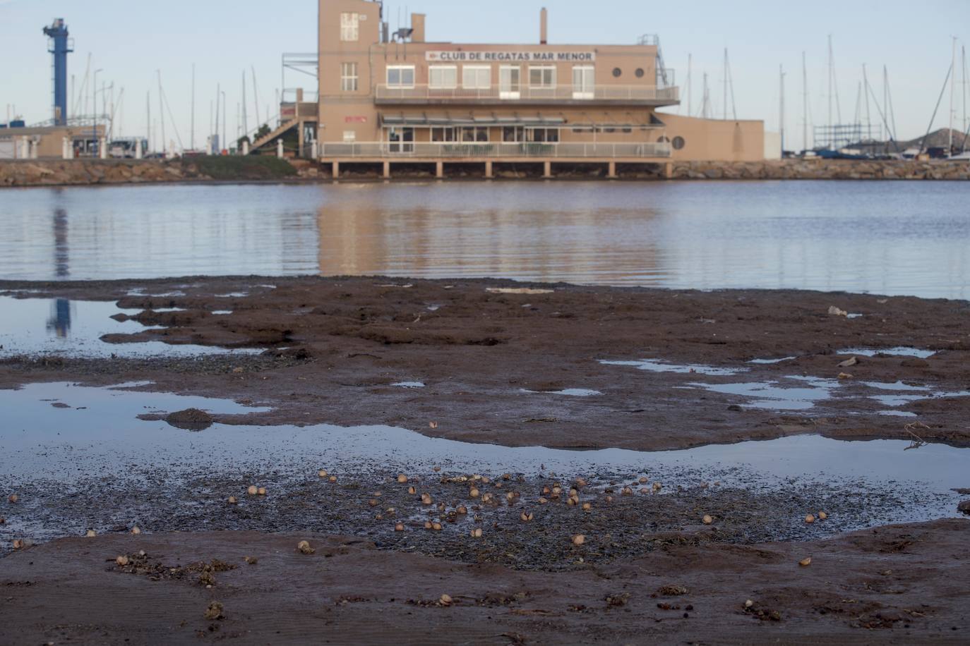 Un vecino de La Unión asegura que también encontró bivalvos en «descomposición» en la costa de Los Nietos