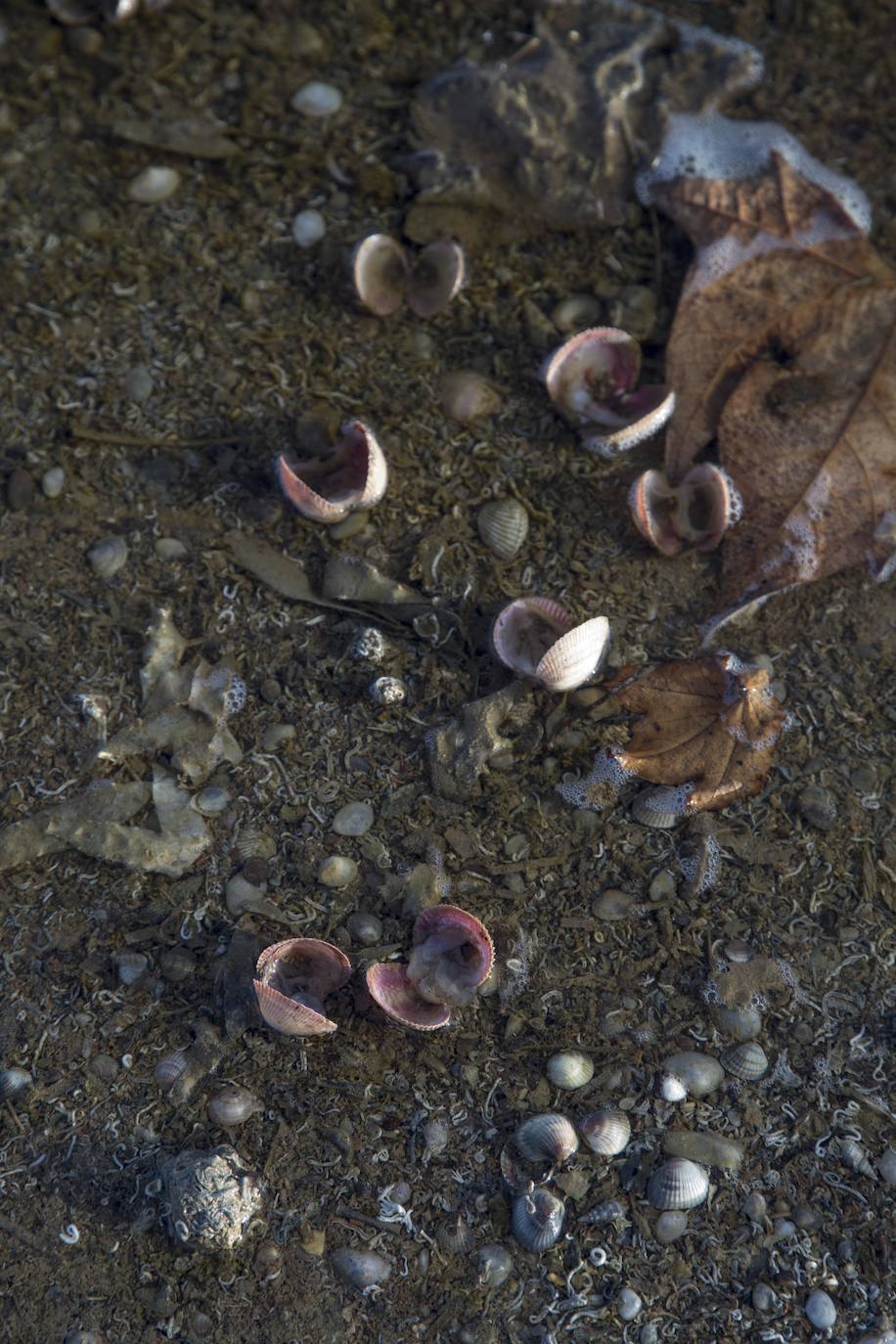 Un vecino de La Unión asegura que también encontró bivalvos en «descomposición» en la costa de Los Nietos