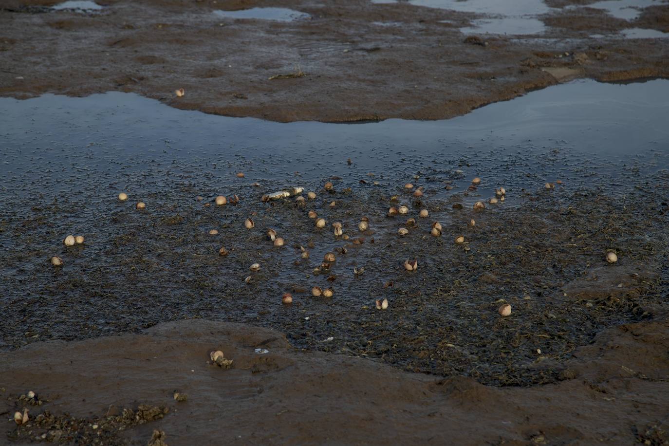 Un vecino de La Unión asegura que también encontró bivalvos en «descomposición» en la costa de Los Nietos