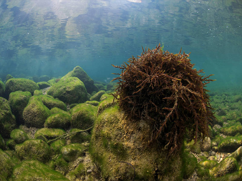 La asociación Columbares publica en formato digital una guía sobre las Reservas Naturales Fluviales de la Cuenca.