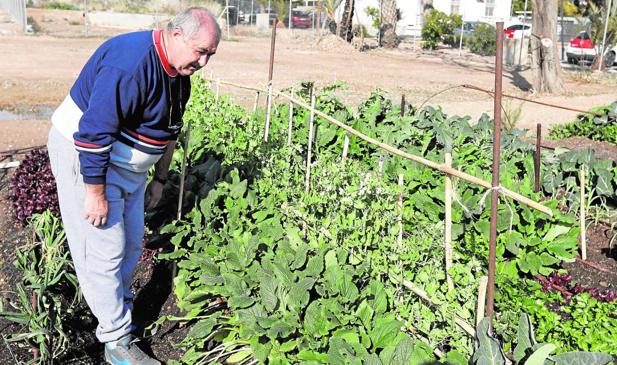 Un vecino observaba los cultivos del huerto de ocio que se encuentra en El Puntal. 