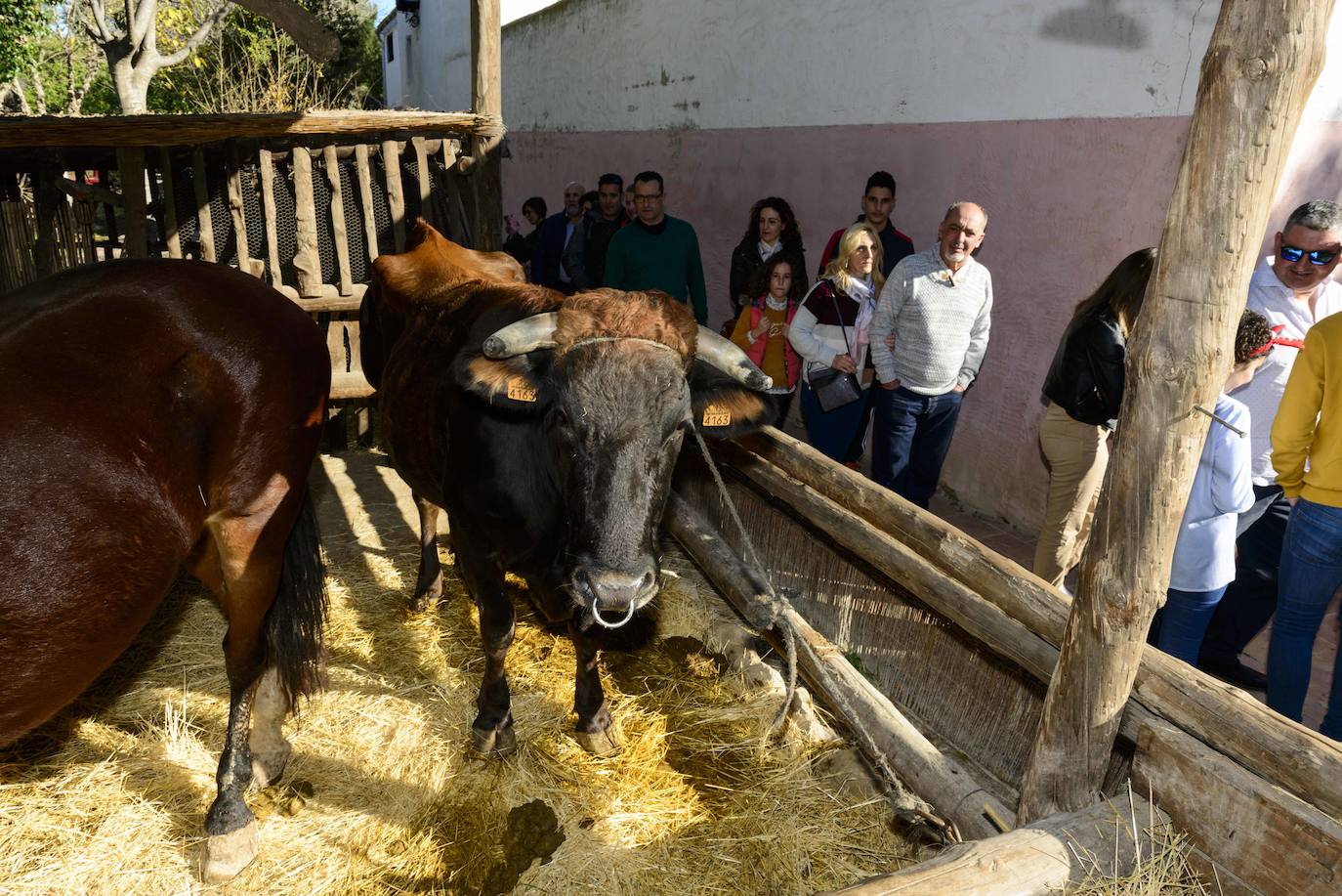 Fotos: La Navidad vuelve a cobrar vida en El Raal