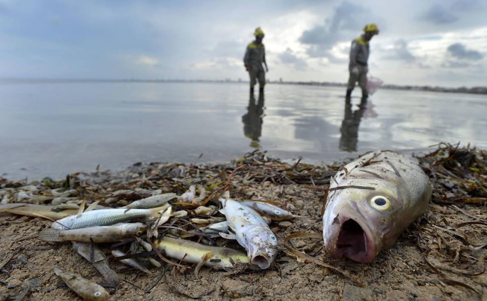 Peces muertos en San Pedro del Pinatar.