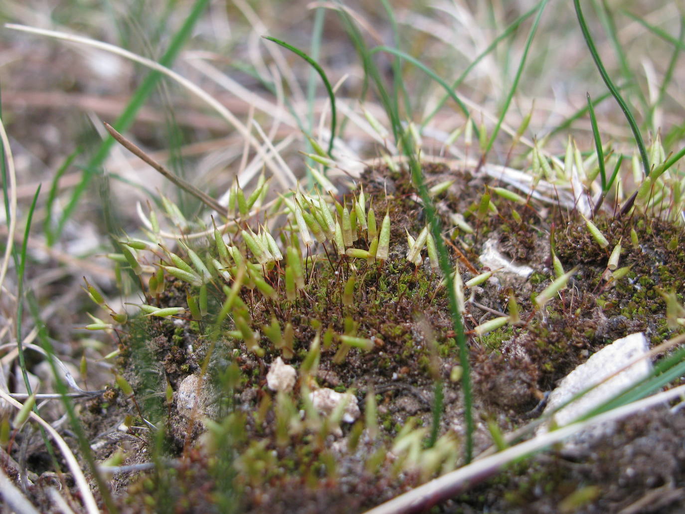 Musgo de la especie 'Encalypta vulgaris'. 