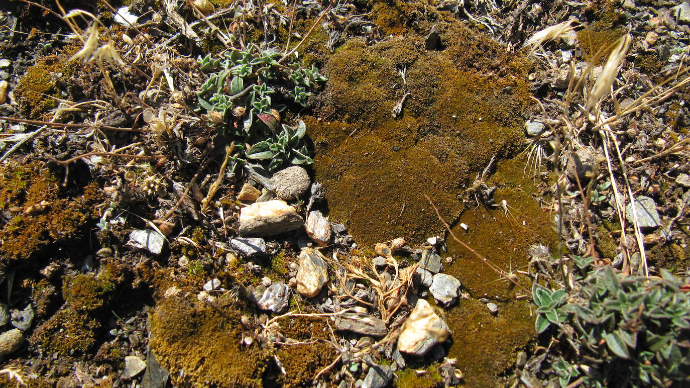 'Ceratodon amazonum': Especie que crea tapices densos, pero dispersos en suelos descubiertos. Fue descrita para la ciencia el año pasado por el grupo de investigación de la catedrática de la UMU Rosa María Ros Espín. El nombre que se le ha dado se debe a que solo se han encontrado hembras y se reproduce por fragmentación de tallitos y hojitas. Hasta ahora nada más que se conoce en Sierra Nevada y en Murcia.