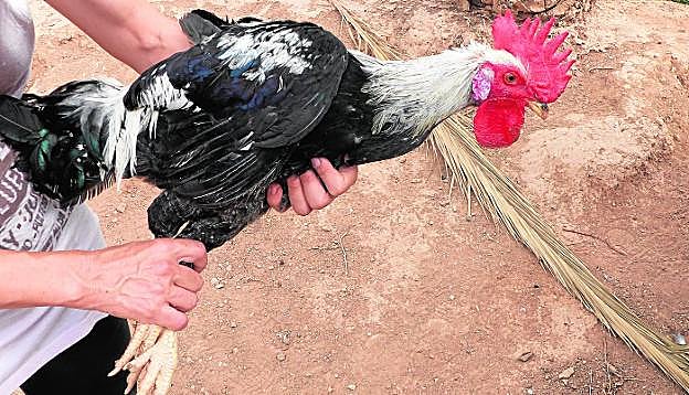 Ejemplar de la raza autóctona. 