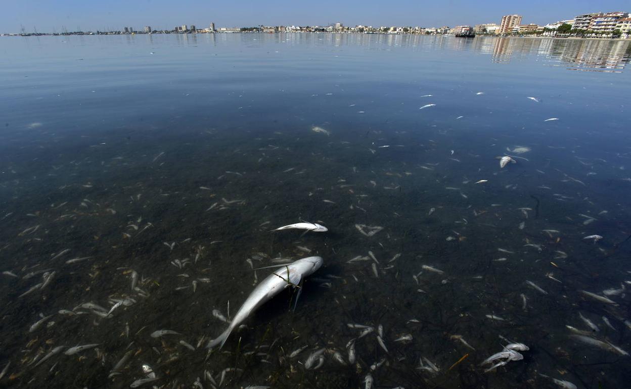 Peces muertos en la Playa de Villanitos (San Pedro) en Octubre del año pasado.