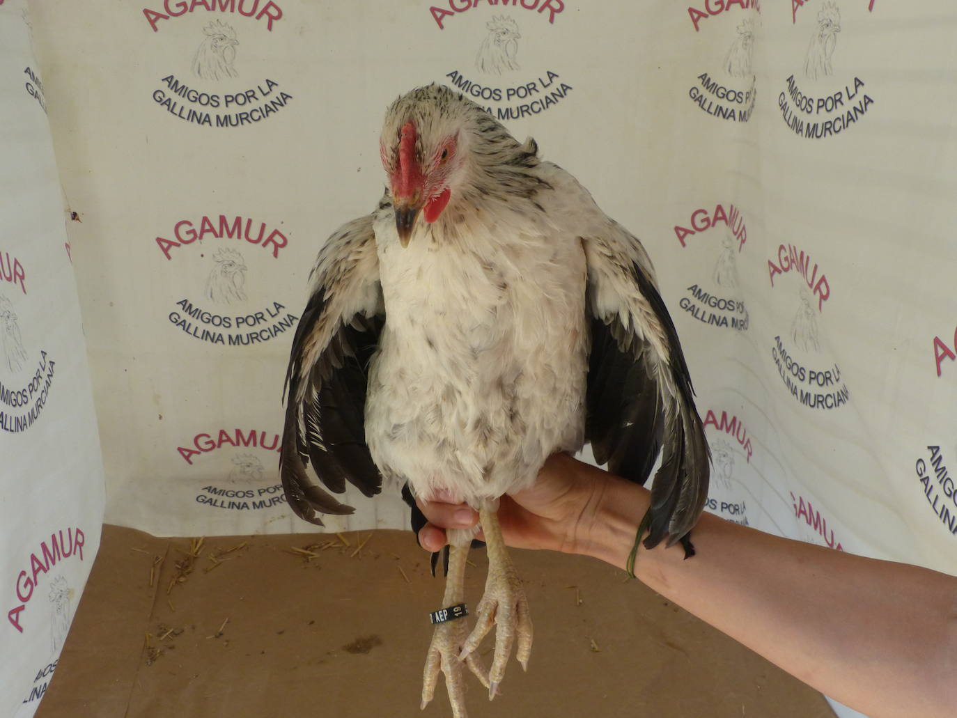 La capacidad de resistencia de esta ave ante el cambio climático y su valor genético y cultural dan argumentos a los esfuerzos de criadores y científicos para una recuperación que está dando frutos