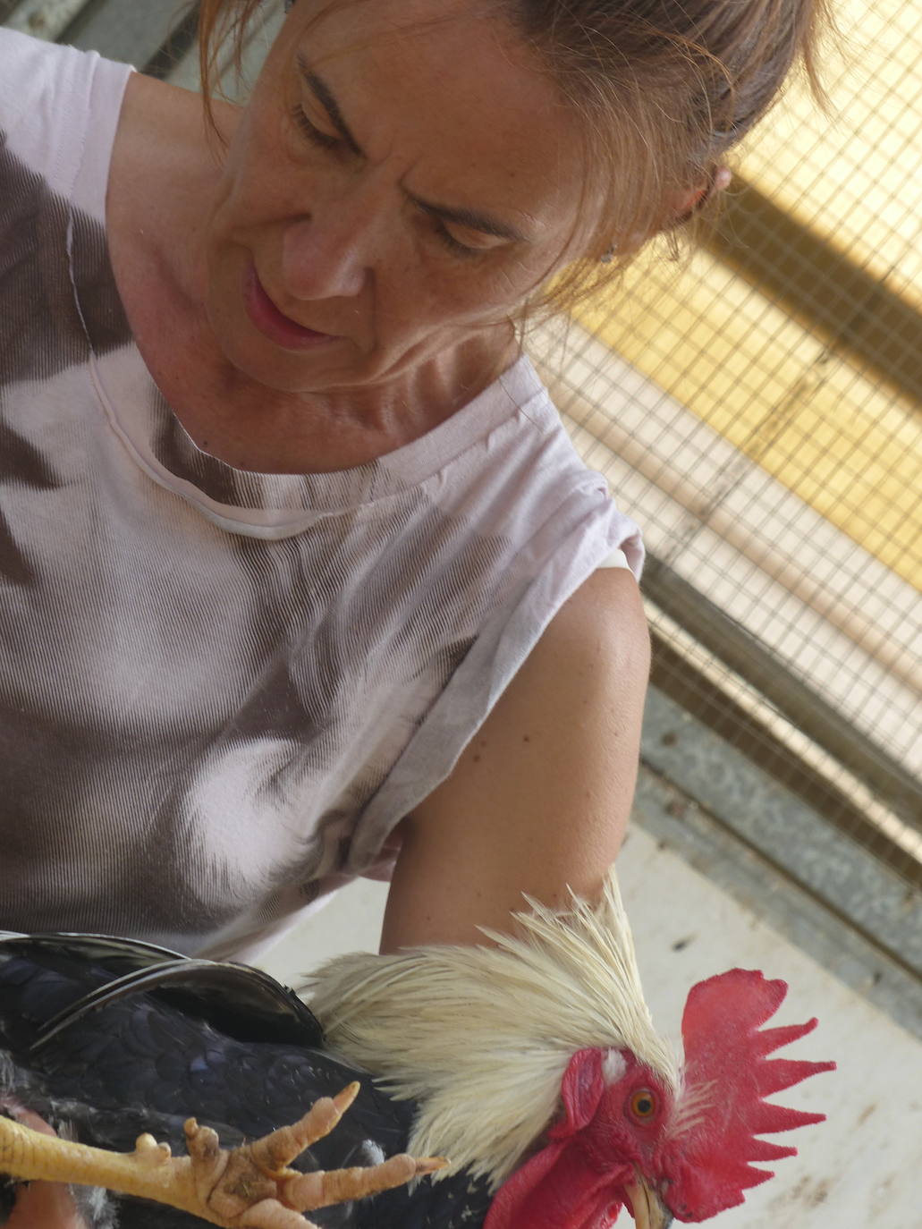 La capacidad de resistencia de esta ave ante el cambio climático y su valor genético y cultural dan argumentos a los esfuerzos de criadores y científicos para una recuperación que está dando frutos