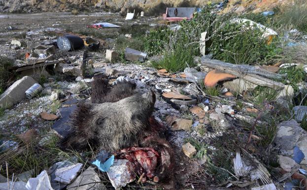 Restos del despiece de un jabalí en un solar de El Puntal junto a sofás y sillas. 