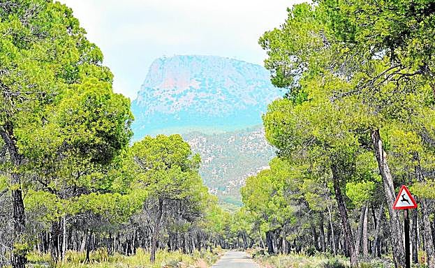 El Morrón de Espuña emerge entre los extensos pinares del parque regional.