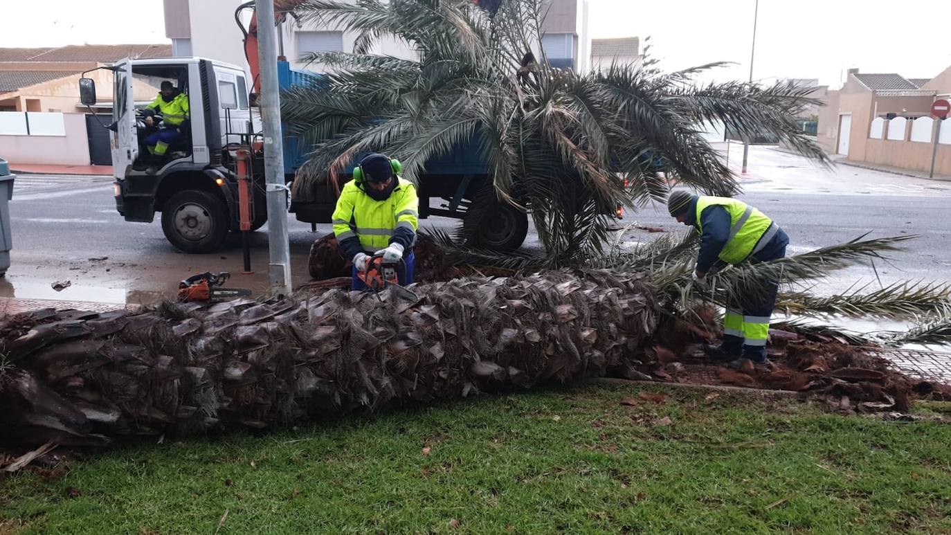 Árbol caído a causa del temporal en Santiago de la Ribera.