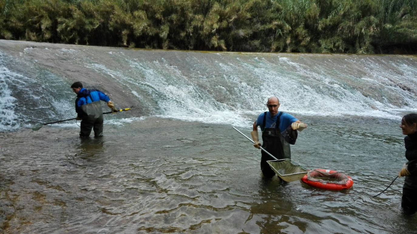 Casi cincuenta especies de peces, crustáceos, moluscos y plantas exóticas, y más de 100 'futuribles', amenazan la biodiversidad de los ecosistemas acuáticos del Sureste.