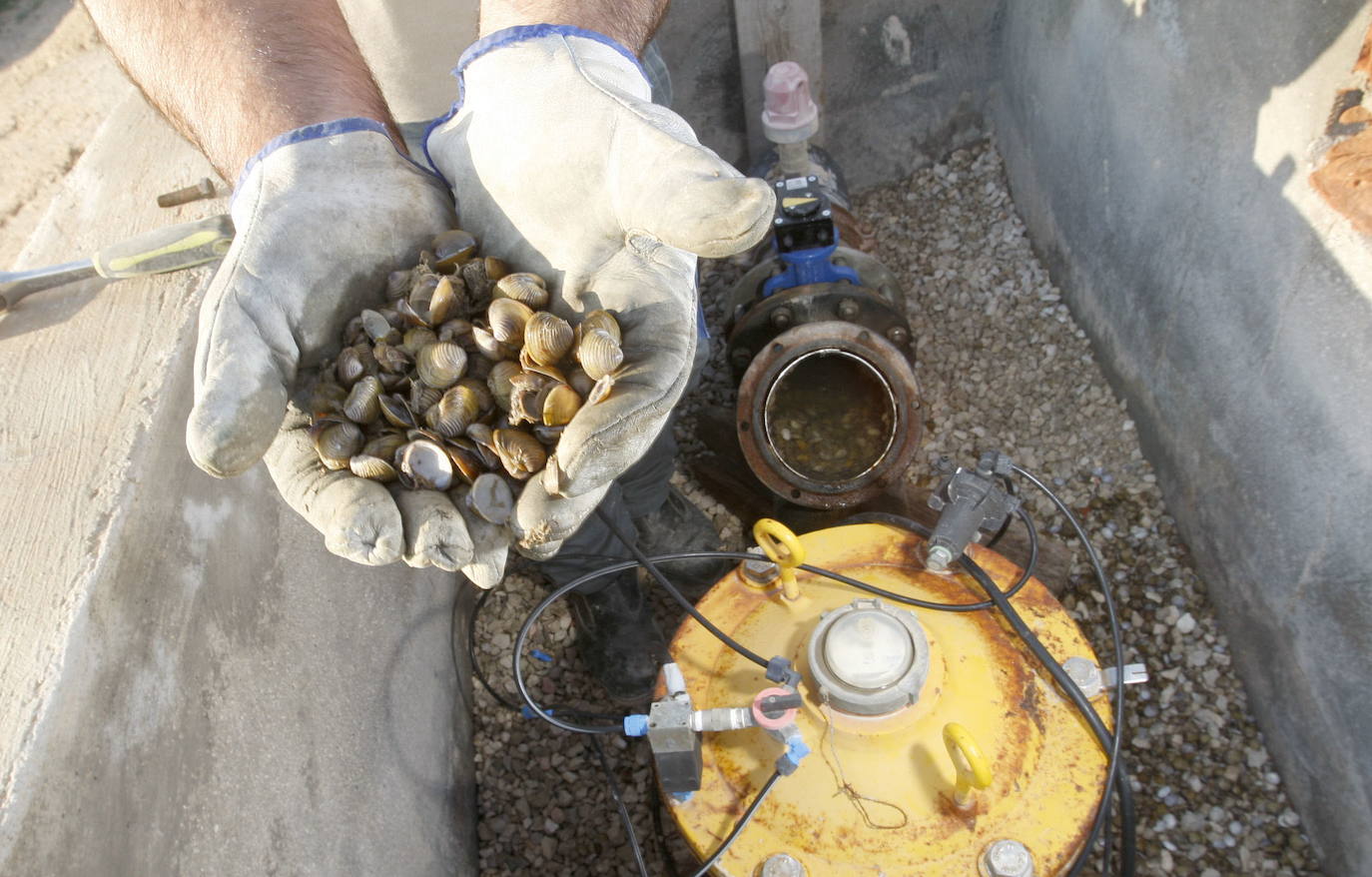 Casi cincuenta especies de peces, crustáceos, moluscos y plantas exóticas, y más de 100 'futuribles', amenazan la biodiversidad de los ecosistemas acuáticos del Sureste.