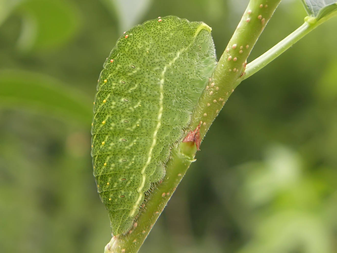 'Iphiclides feisthamelii' durante la fase de oruga. 
