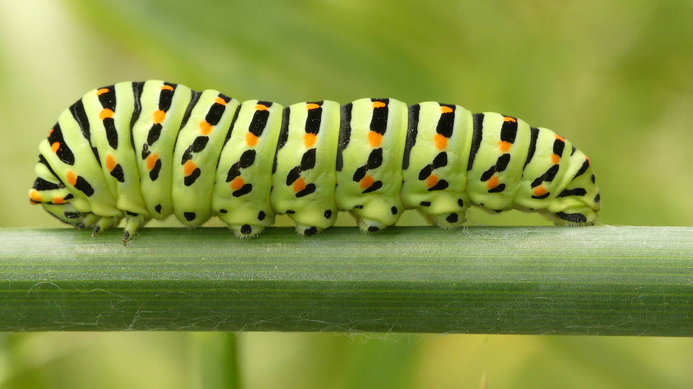 Oruga de la especie 'Papilio machaon'.