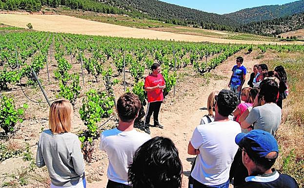 Un grupo de visitantes conocen el viñedo de las Bodegas Monastrell.
