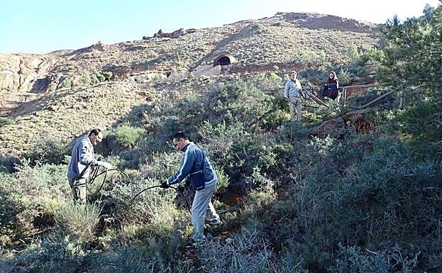 Un grupo de vecinos trabaja en la recuperación de especies en una parcela del Parque Minero de La Unión. 