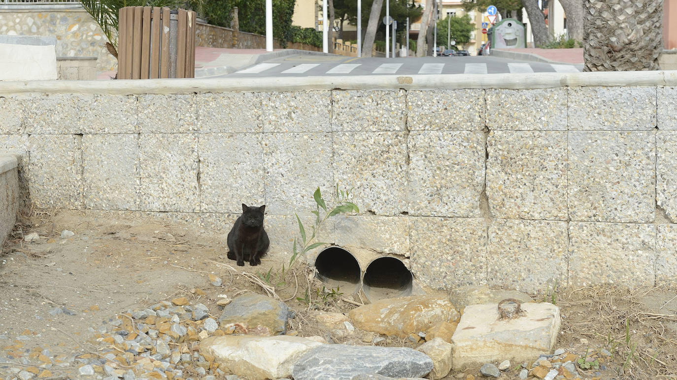 Fotos: Operación &#039;draga y pintura&#039; en las playas de la Región