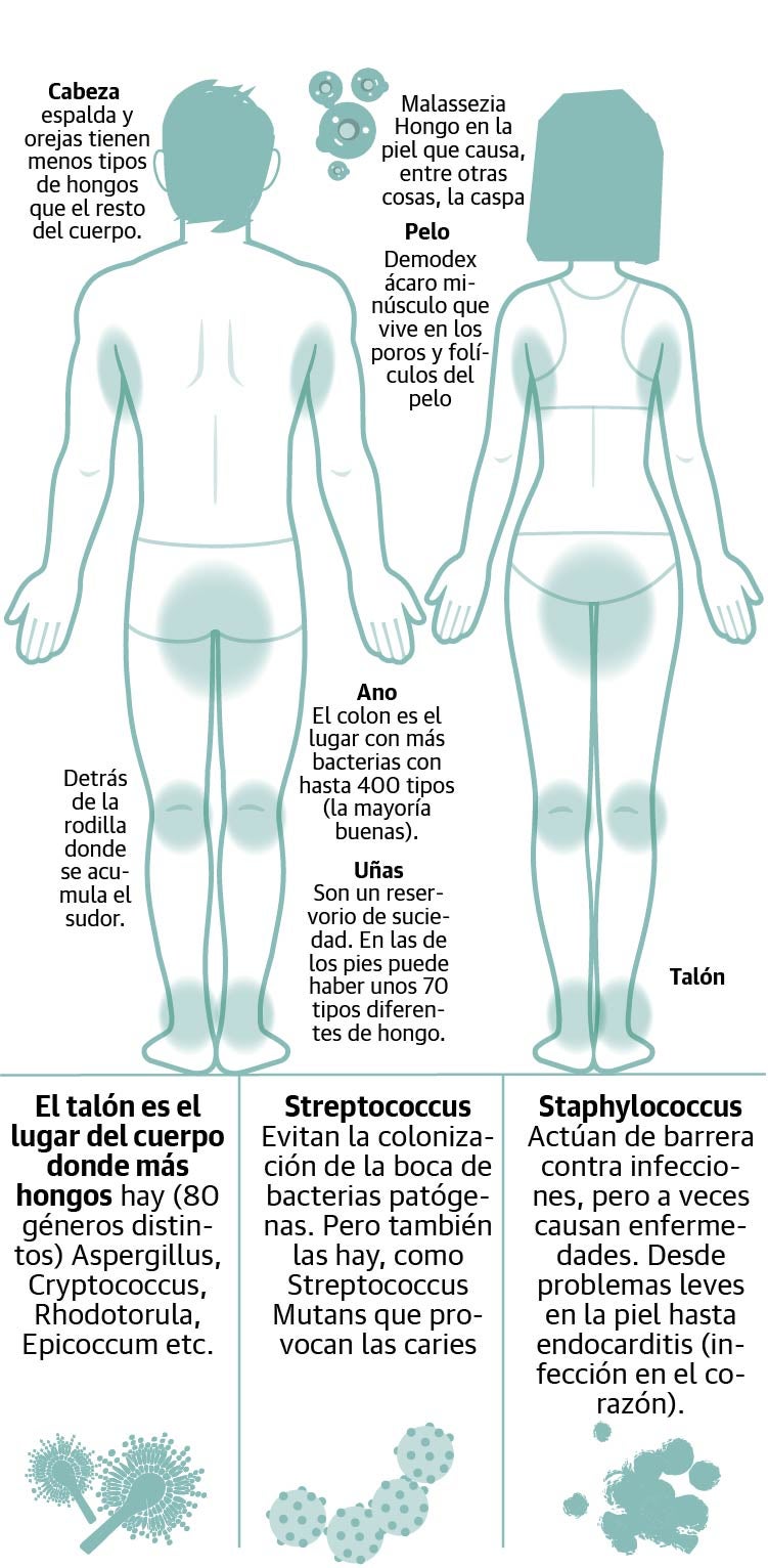 La microbiota