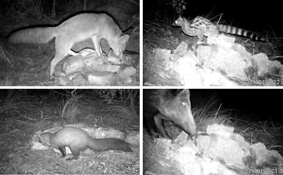 In fraganti. Imágenes tomadas en varios de los puntos de foto-trampeo de la investigación.