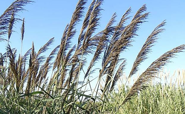 Inflorescencias de cañas judías. 