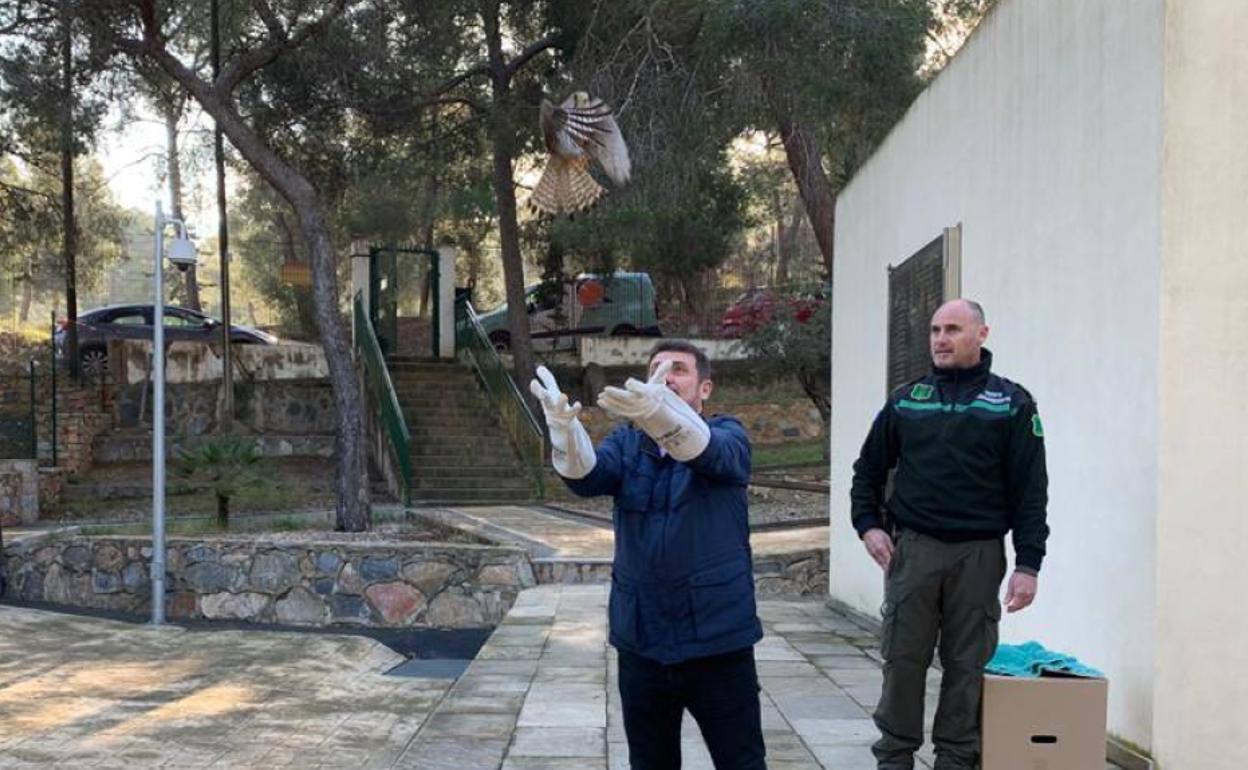 Liberación de los dos ejemplares de cernícalo vulgar en el parque regional El Valle. 