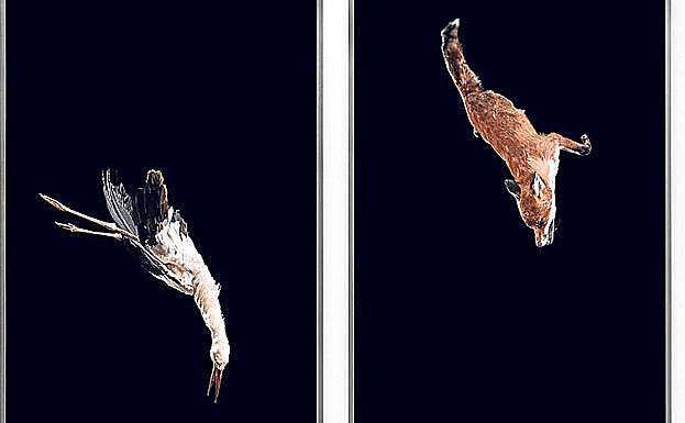 Imagen principal - 'Tiere sind Engel mit Fell (Delta)', de Julius von Bismarck. | 'Pudo ser peor (Vissi'on Shanghai I)', de Carlos Pazos. | 'Sin título', Thomas Kieseweter. 