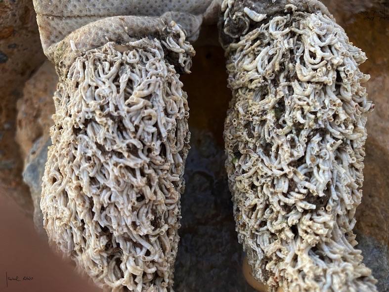 Fotos: &#039;Chucky&#039;, la muñeca diabólica del Mar Menor