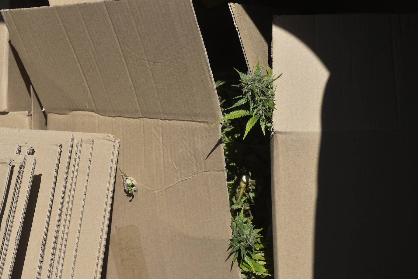 Fotos: Golpe de la Policía Nacional al cultivo de marihuana en La Alberca